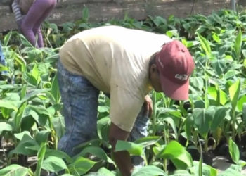 Cooperativa agrícola de Plátano mejora la economía local en Chinandega