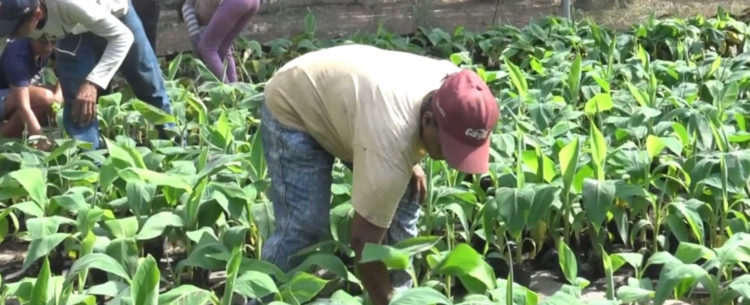 Cooperativa agrícola de Plátano mejora la economía local en Chinandega