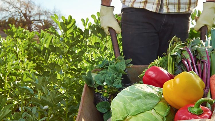 Seminario Virtual «Asociativismo y Cooperativismo de la Agricultura Familiar para su inserción comercial sustentable en cadenas de valor competitivas”