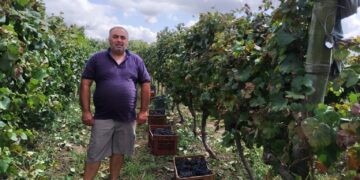 Detrás de un vino elaborado por la cooperativa CAVA, hay trabajo de 23 familias uruguayas
