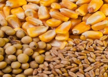 Curso: «Idóneo en Manejo Post Cosechas de Granos» – Pre inscripciones al Módulo I