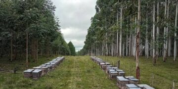 Cooperativa Apícola de Colonia realizará primera exportación de miel orgánica a Arabia Saudita