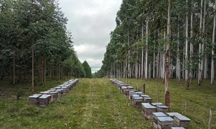 Cooperativa Apícola de Colonia realizará primera exportación de miel orgánica a Arabia Saudita